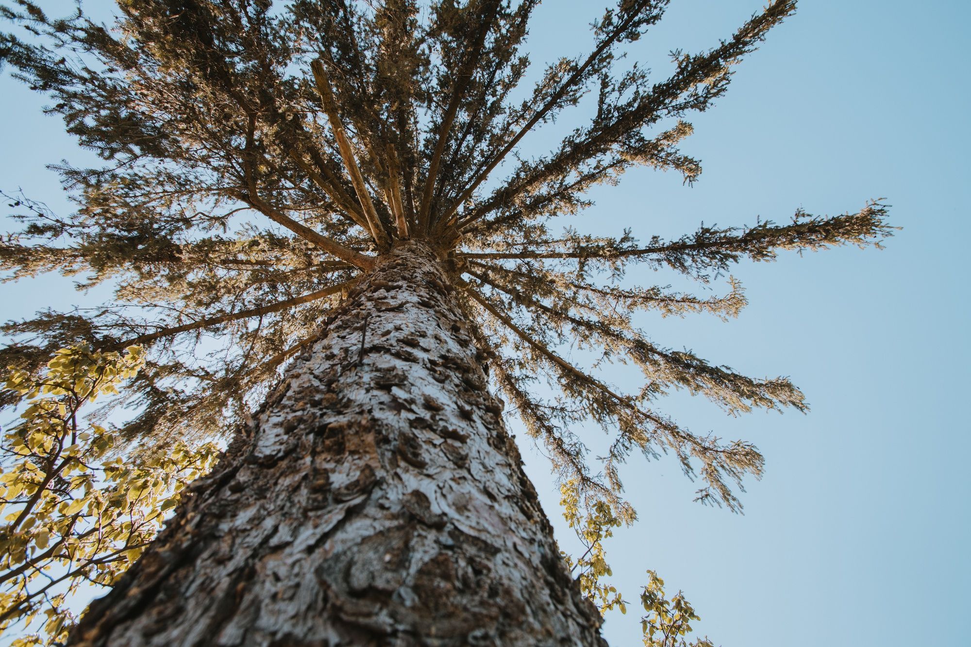 Trees to Avoid Planting in Front of House - Cottonwood
