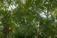 Hyospathe elegans