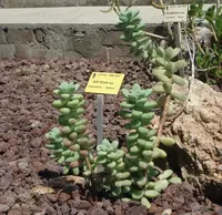 Sedum treleasei