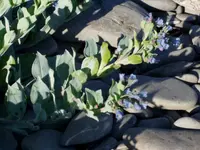 oysterleaf
