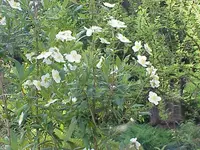 bush anemone