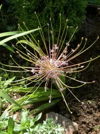 tumbleweed onion