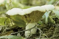 Short-stemmed Russula (Russula brevipes) plant