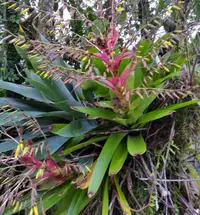 Vriesea philippocoburgii (Vriesea philippocoburgii) plant
