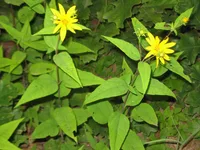 woodland sunflower (Helianthus divaricatus) plant