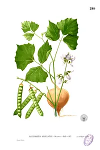 yam bean