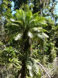 Dypsis fibrosa