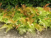 Dryopteris erythrosora 'Brilliance' plant