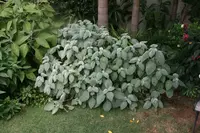 Plectranthus (Plectranthus argentatus 'Silver Shield') plant