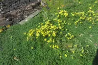 yam daisy (Microseris scapigera) plant