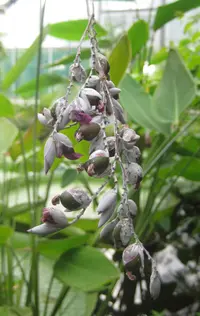hardy canna (Thalia dealbata) plant