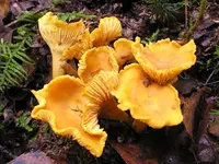 Golden Chanterelle