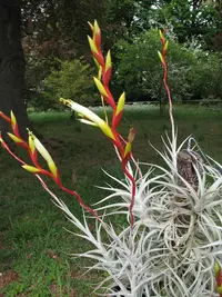 Tillandsia albida (Tillandsia albida) plant