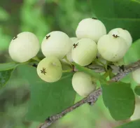 common bushweed (Flueggea virosa) plant