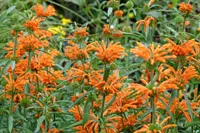 Leonotis leonurus