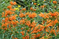 Leonotis leonurus