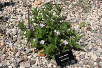 fringeleaf wild petunia (Ruellia humilis) plant