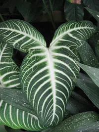 Caladium lindenii (Caladium lindenii) plant