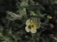 Eastern Alkanet (Anchusa aegyptiaca) plant
