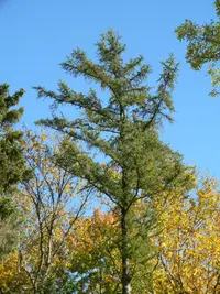 Tamarack