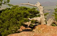 Ashe's juniper