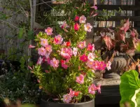 Mandevilla sanderi in the pot