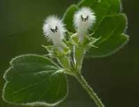 Acanthoprasium frutescens