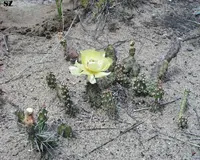 brittle pricklypear (Opuntia fragilis) plant