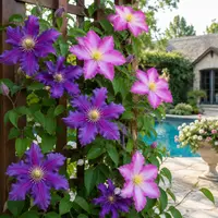 Clematis Watering Guide