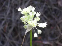 Allium pallens