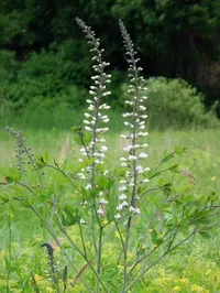 white wild indigo (Baptisia alba) plant