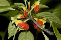 Congo cockatoo