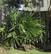 needle palm