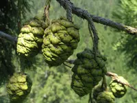 Giant Sequoia (Sequoiadendron giganteum) plant