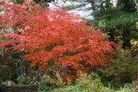 Fullmoon Maple