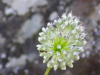 Spotted Leek