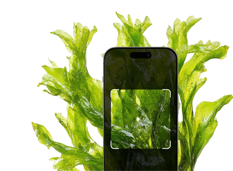 Aquatic Plant Identification – Hero