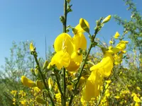 Broom