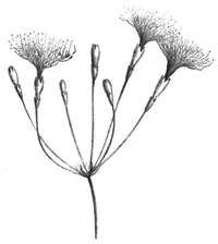 Inga umbellifera