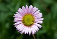 seaside fleabane (Erigeron glaucus) plant