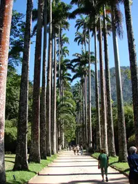 Imperial palm