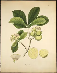 Wild Guava