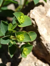 Euphorbia duvalii