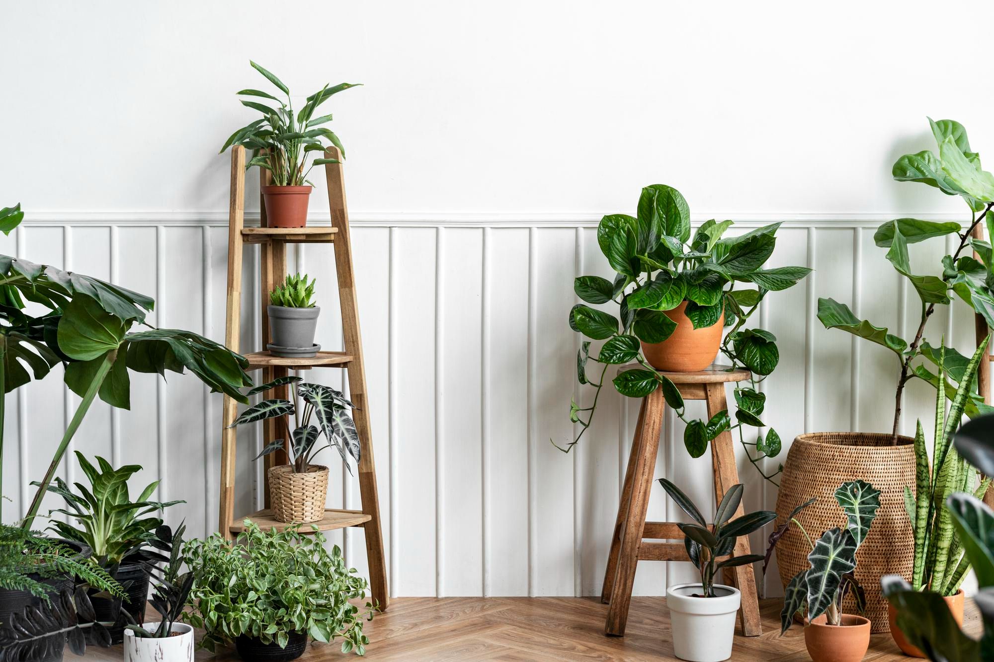 5 Things Plants Need to Grow
