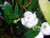 Mountain Snowberry (Gaultheria depressa) plant