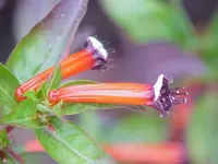 Cigar plant
