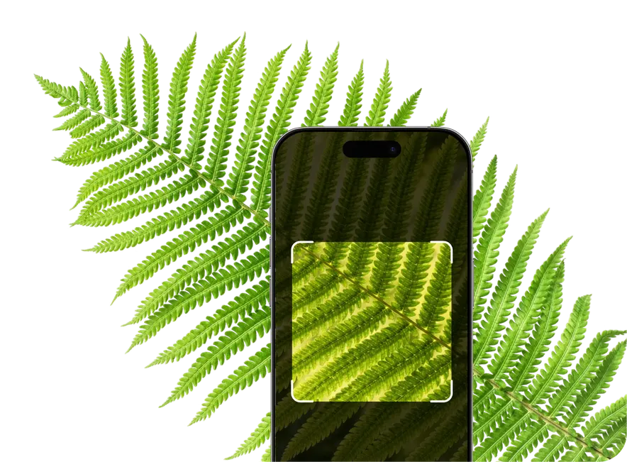 Fern Identification – Hero