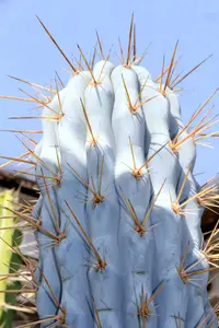 Browningia hertlingiana (Browningia hertlingiana) plant
