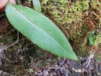 Elaphoglossum hybridum leaf