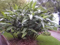 Shell ginger